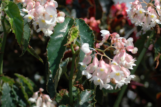 B. ‘White Magic’